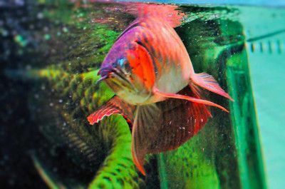 龍魚麻醉手術后不怎么吃東西正常嗎，龍魚麻醉手術后不怎么吃東西是正常的但需要注意觀察