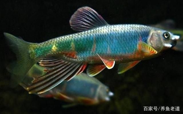 新龍魚到家?guī)滋炷苓m應(yīng)水質(zhì)：新龍魚到家?guī)滋炷苓m應(yīng)新環(huán)境和水質(zhì)