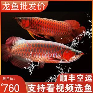 有沒有長不大的龍魚苗：在討論是否有長不大的龍魚苗