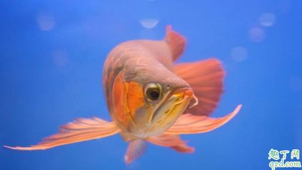 防止龍魚掉眼配什么魚：為了有效地防止龍魚掉眼，配魚的選擇是一個重要的考慮因素