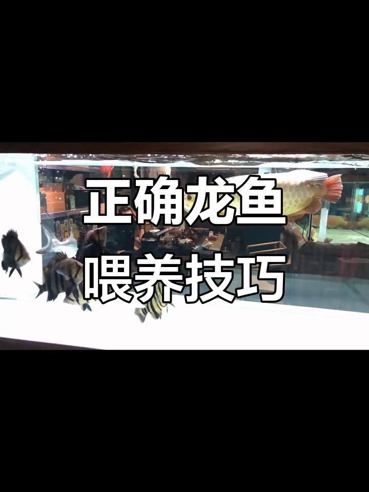 如何科學搭配龍魚的食物？ 如何科學搭配龍魚的食物？ 龍魚百科 第2張