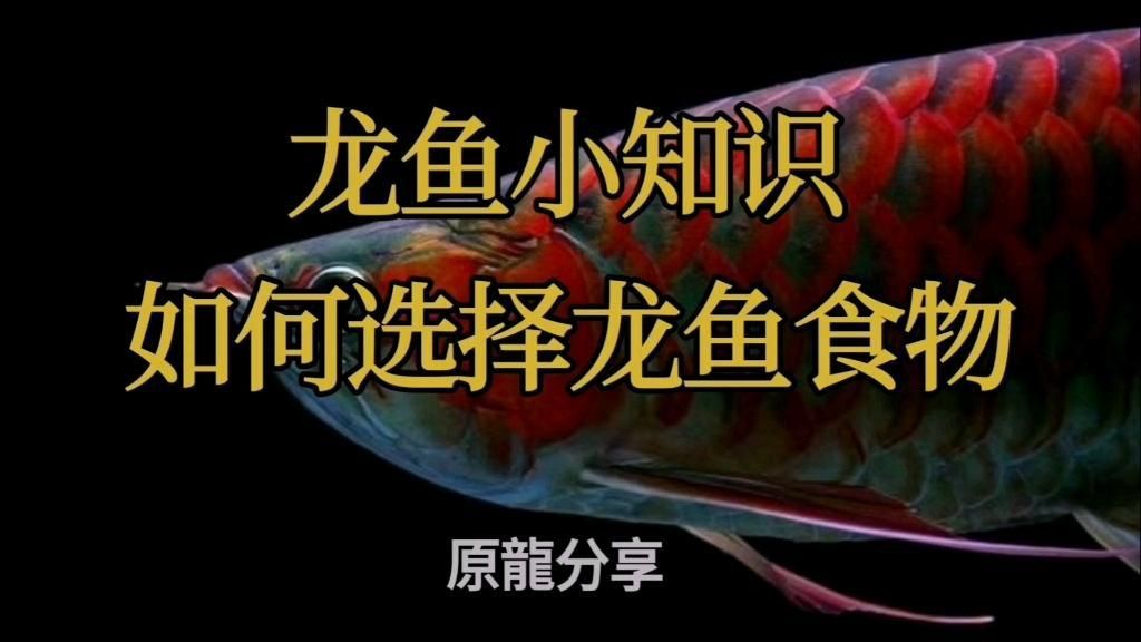 如何科學搭配龍魚的食物？ 如何科學搭配龍魚的食物？ 龍魚百科 第4張