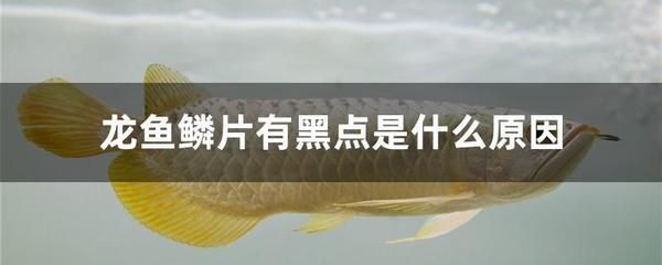 我的龍魚為啥吃色素豆不吃小魚（“我的龍魚為啥吃色素豆不吃小魚”答案可以嘗試通過以下渠道獲取）