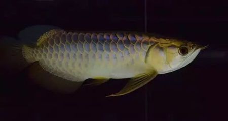 我的龍魚為啥吃色素豆不吃小魚（“我的龍魚為啥吃色素豆不吃小魚”答案可以嘗試通過以下渠道獲取）
