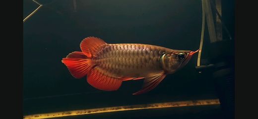 紅龍魚要多久才能變紅（如何讓大家的紅龍魚變紅）