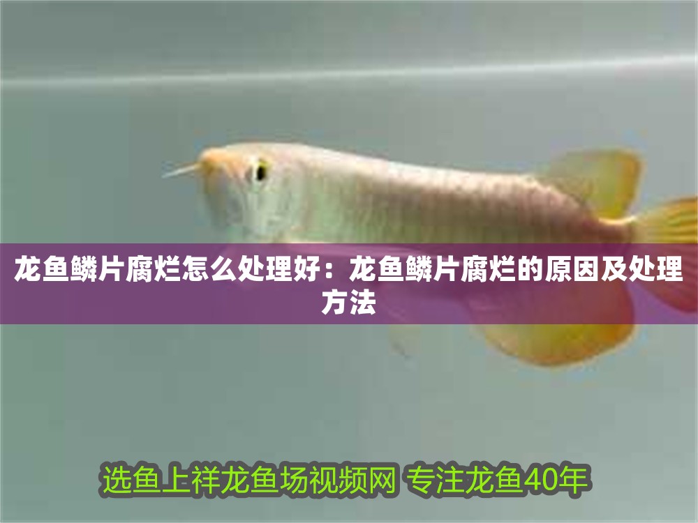 金龍魚燈管哪個(gè)好一點(diǎn)
