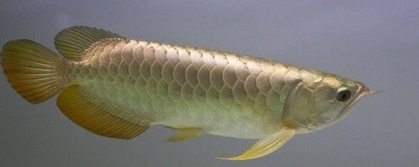 龍魚(yú)魚(yú)缸多大合適：龍魚(yú)魚(yú)缸合適大小取決于多種因素，飼養(yǎng)龍魚(yú)的魚(yú)缸尺寸需要注意