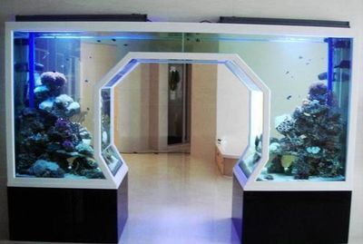 家宅魚缸應該放在哪里（魚缸風水擺設的最佳方向）