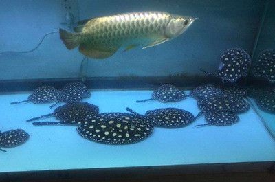龍魚最好和什么魚混養呢（龍魚混養時選擇合適的配魚是非常重要的）