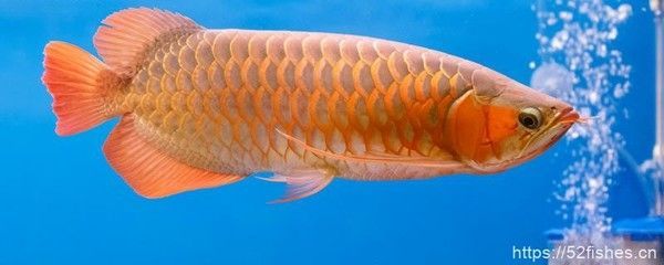 龍魚(yú)立鱗的處理方法是什么龍魚(yú)立鱗的原因造成的：龍魚(yú)有點(diǎn)立鱗怎么辦