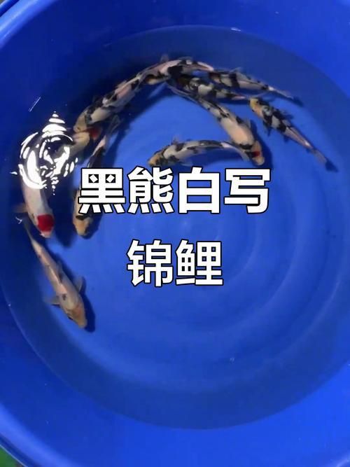 錦鯉白寫變色過程圖片