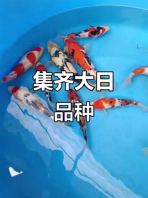 錦鯉白寫變色過程圖片