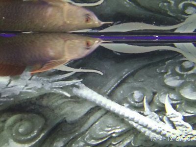 廣州水族批發(fā)市場(chǎng)祥龍魚(yú)場(chǎng)（廣州水族批發(fā)市場(chǎng)資訊-祥龍魚(yú)場(chǎng)） 廣州水族批發(fā)市場(chǎng)祥龍魚(yú)場(chǎng)（廣州水族批發(fā)市場(chǎng)資訊-祥龍魚(yú)場(chǎng)） 龍魚(yú)百科 第4張