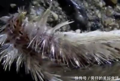 龍魚連續點頭：龍魚的連續點頭行為可能由多種原因引起
