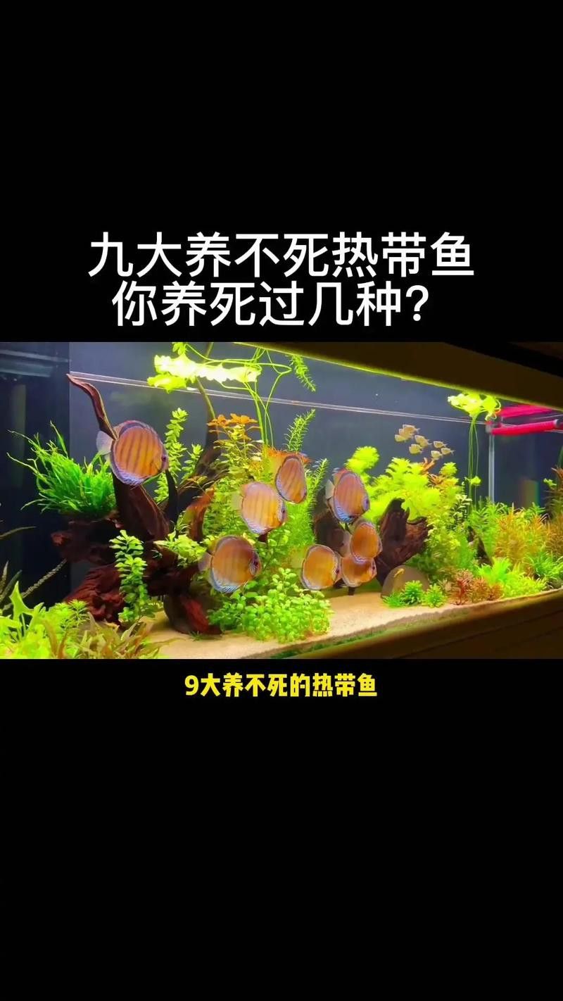 熱帶曼龍魚好不好養