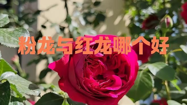 粉龍和紅龍哪個更抗病？