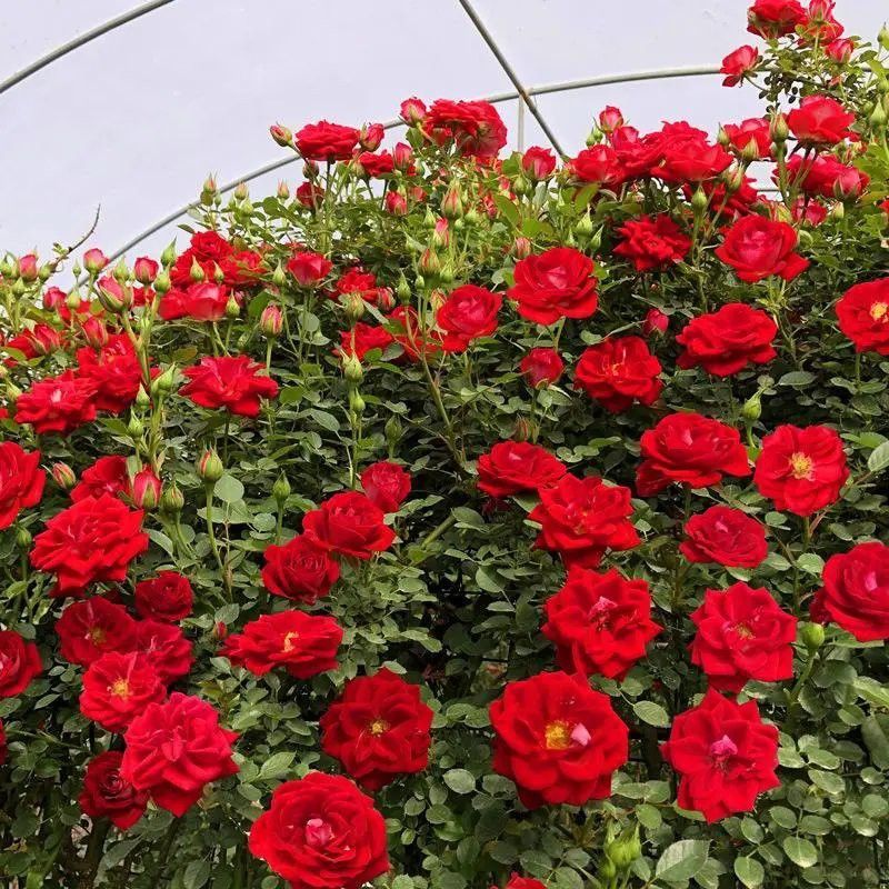 粉龍和紅龍哪個更抗病？