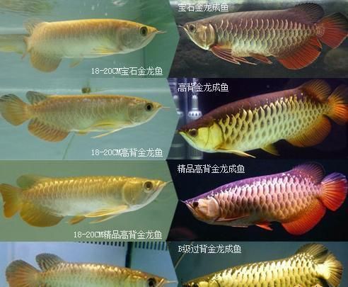 20厘米的金龍魚什么顏色（20厘米的金龍魚可能呈現(xiàn)的顏色）