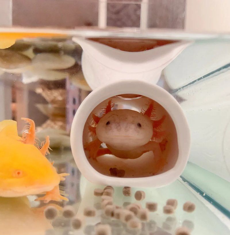 兩只六角龍魚需要多大魚缸？