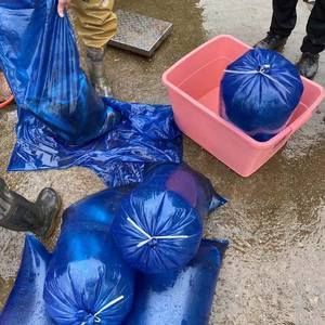 活體龍魚打包技巧（活體龍魚打包技巧是一項(xiàng)需要專業(yè)知識和細(xì)致操作任務(wù)）