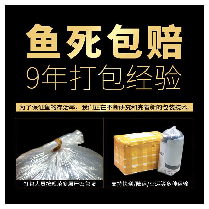 活體龍魚打包技巧（活體龍魚打包技巧是一項(xiàng)需要專業(yè)知識和細(xì)致操作任務(wù)）