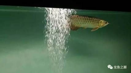 龍魚換水需要放藥嗎？：龍魚換水需要放什么藥，不需要放藥