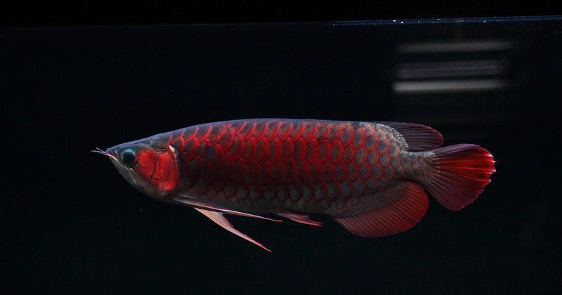 紅龍魚的最佳養殖溫度是多少