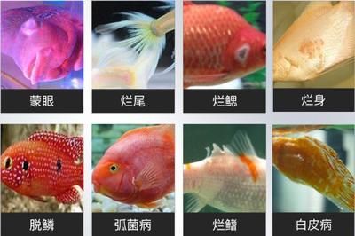 觀賞魚爛尾病的早期識別技巧：觀賞魚爛尾病早期識別技巧