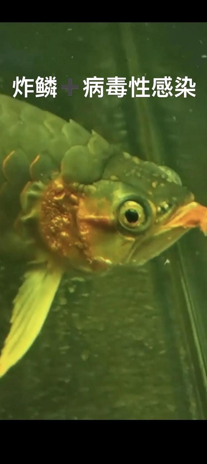 龍魚水泡病會傳染嗎？