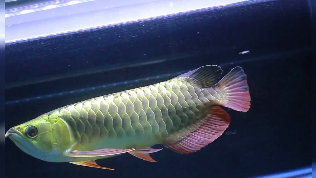 過背金龍魚用什么顏色的燈光好看一點(diǎn)：過背金龍魚用什么顏色的燈光好看一點(diǎn)：過背金龍魚的最佳燈光配置