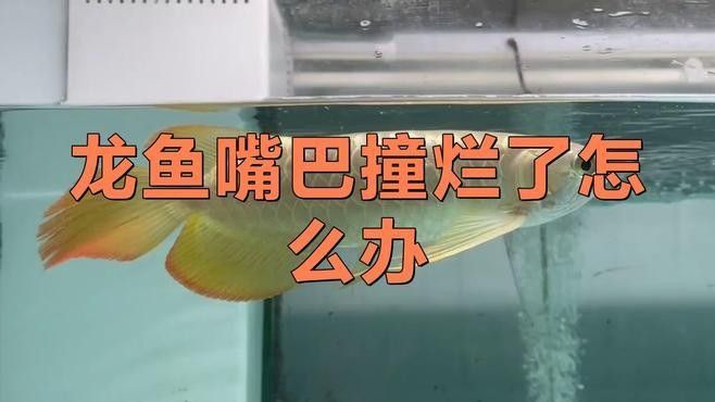 龍魚(yú)撞缸把嘴撞爛怎么辦解決