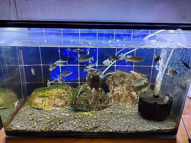 甲硝唑片對龍魚有哪些副作用？