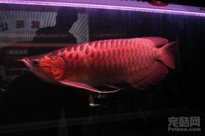 龍魚馬來西亞紅龍：馬來西亞紅龍魚的身體呈圓筒形，體長在50厘米之間