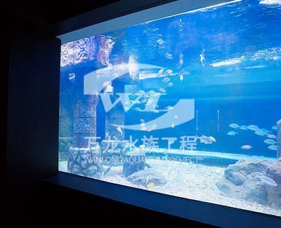 自制龍魚飼料配方比例是多少：自制龍魚缸的注意事項