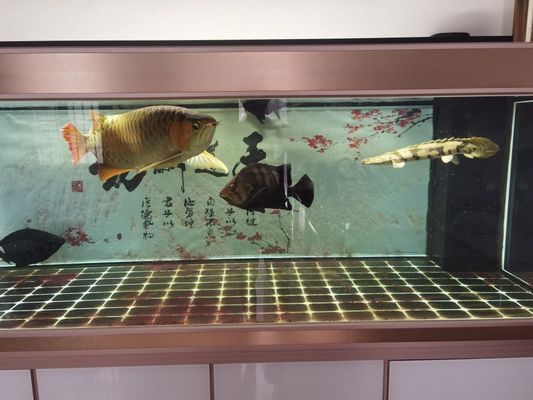 龍魚立鱗后鱗片發(fā)黑正常嗎（龍魚立鱗后鱗片發(fā)黑并不正常，可能是病情加重的表現(xiàn)） 龍魚立鱗后鱗片發(fā)黑正常嗎（龍魚立鱗后鱗片發(fā)黑并不正常，可能是病情加重的表現(xiàn)） 龍魚百科 第1張