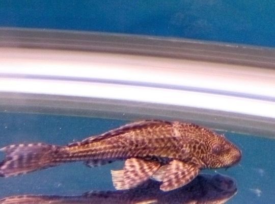 龍魚立鱗后鱗片發(fā)黑正常嗎（龍魚立鱗后鱗片發(fā)黑并不正常，可能是病情加重的表現(xiàn)） 龍魚立鱗后鱗片發(fā)黑正常嗎（龍魚立鱗后鱗片發(fā)黑并不正常，可能是病情加重的表現(xiàn)） 龍魚百科 第3張