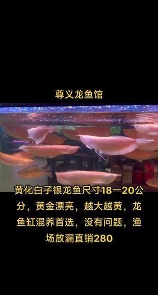 銀龍魚的養法和注意事項圖片