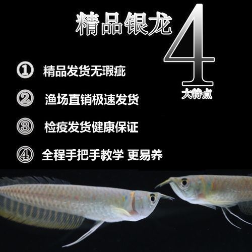 銀龍魚的養法和注意事項圖片