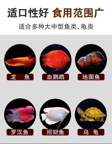 銀龍魚的養法和注意事項圖片