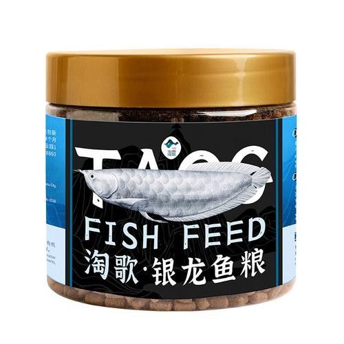銀龍魚的養法和注意事項圖片