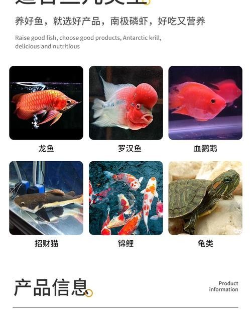 銀龍魚的養法和注意事項圖片