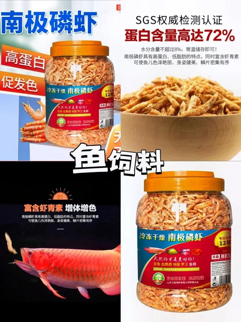 銀龍魚的養法和注意事項圖片
