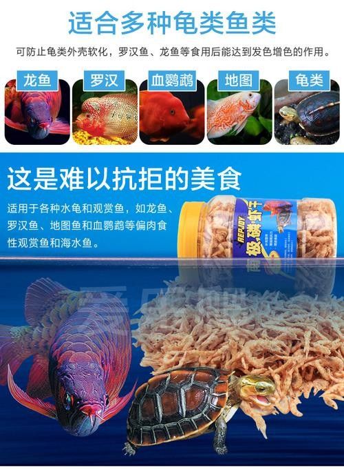 銀龍魚的養法和注意事項圖片