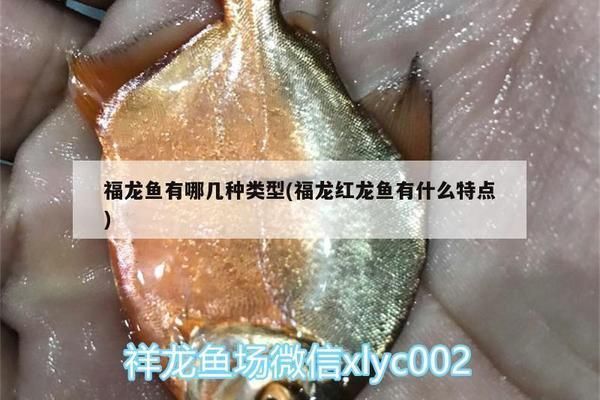 福龍魚有哪幾種類型的：福龍魚是亞洲龍魚的常見品種之一，紅龍魚的鑒別方法