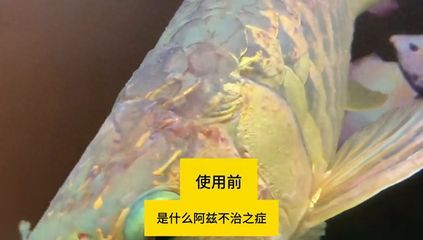 龍魚水泡病用什么抗生素（治療龍魚水泡病時，抗生素是一種常用的治療方法） 龍魚水泡病用什么抗生素（治療龍魚水泡病時，抗生素是一種常用的治療方法） 龍魚百科 第4張
