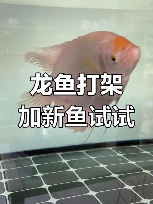 龍魚能和戰船一起養嗎圖片欣賞