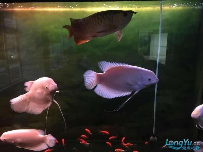 龍魚能和戰船一起養嗎圖片欣賞