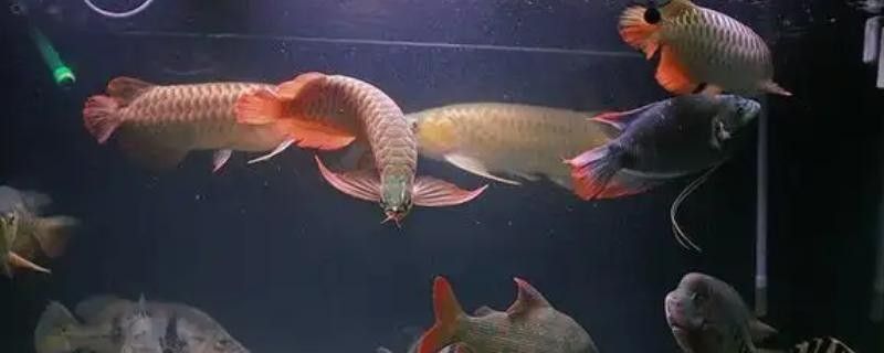 龍魚能和戰船一起養嗎圖片欣賞