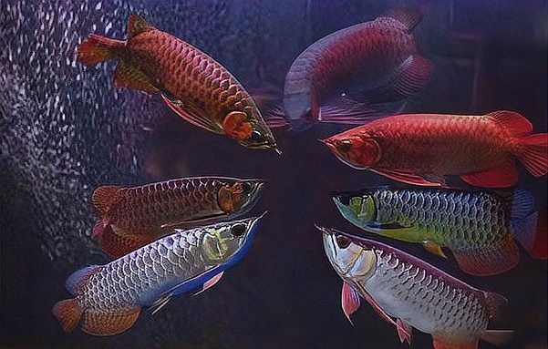 龍魚能和戰船一起養嗎圖片欣賞