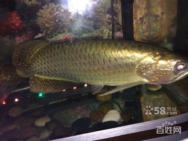龍魚缸換水可以換自來水嗎：關(guān)于龍魚缸換水的問題